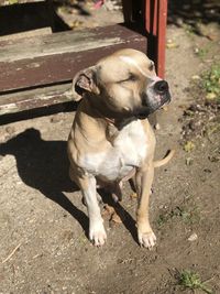 High angle view of dog looking away