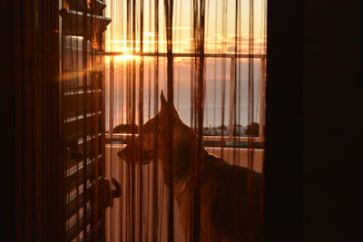 Close-up of dog by blinds