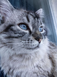 Close-up of a cat looking away