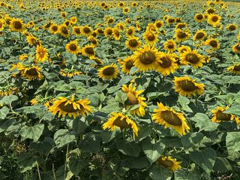 Close-up of yellow flowering beautiful sunflowers on field.
beautiful sunflowers.