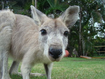 Close-up portrait of sheep