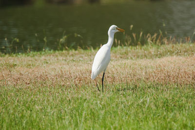 Side view of a bird on field