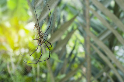 Close-up of spider on web