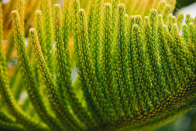 Close-up of green plant