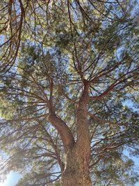 Low angle view of tree in forest against sky