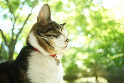 A tabby cat sitting against the background of fresh green