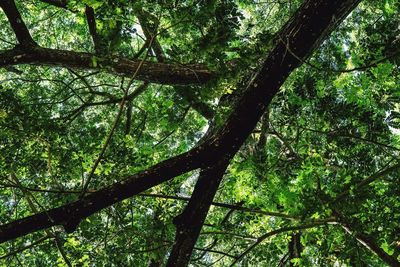 Low angle view of tree in forest