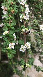 Close-up of white flowers blooming outdoors