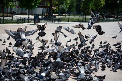 Pigeons flying over street in city