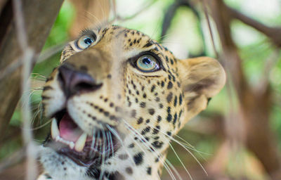 Close-up portrait of a tiger