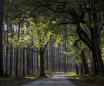 Road amidst trees in forest