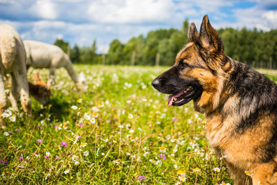 Close-up of dog in field