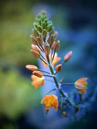 Close-up of red flowering plant