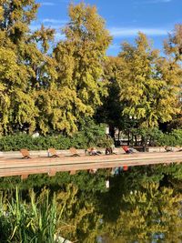 High angle view of trees by plants during autumn