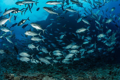 School of bigeye trevally, underwater photography