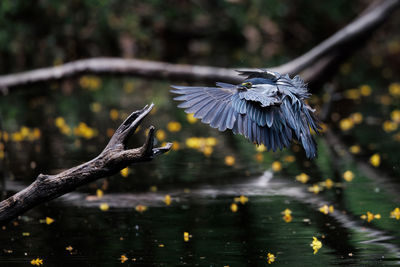 nature