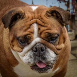 Close-up portrait of bulldog