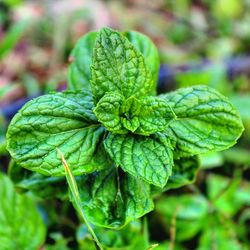 Close-up of green leaves