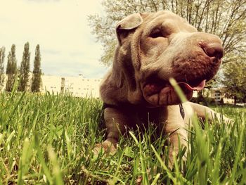 Close-up of shar-pei sitting on grass