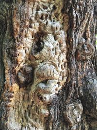 Close-up of tree trunk