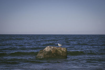 Bird perching on swimming in sea against clear sky