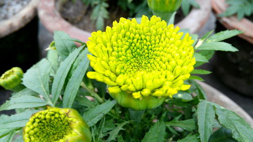 Close-up of yellow flowers