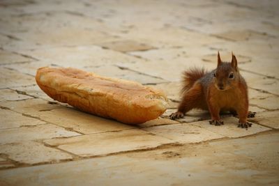 Close-up of squirrel eating