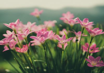 Close-up of pink flowering plants