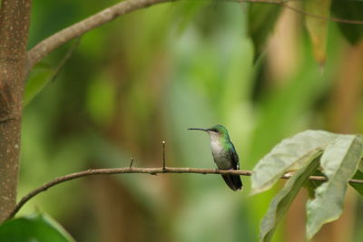 Close-up of bird perching on tree