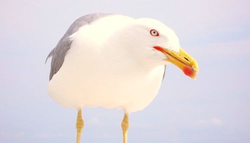 Close-up of a bird