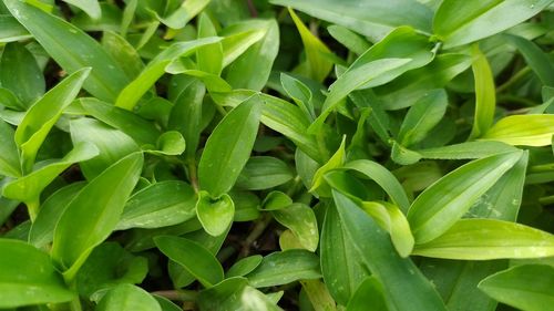 Full frame shot of green leaves