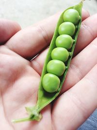 Close-up of hand holding green leaf