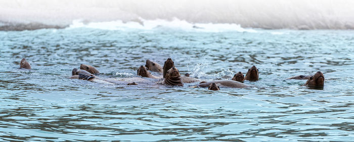 Rookery steller sea lions. island in pacific ocean near kamchatka peninsula.