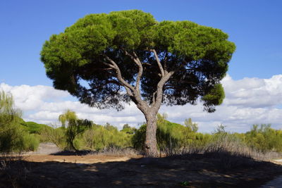 Trees on field against sky