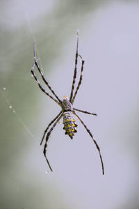 Close-up of spider on web