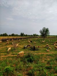 View of sheep grazing in field