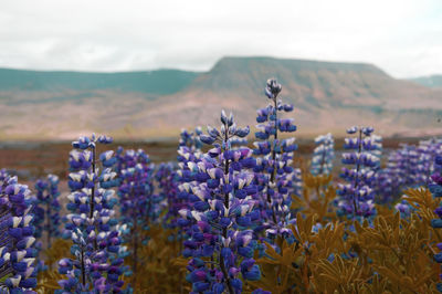 Close-up of purple flowers blooming on field against sky