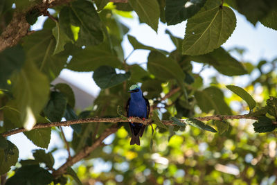 Low angle view of bird perching on tree