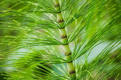 Close-up of fresh green plant