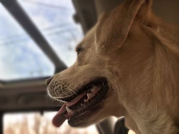 Close-up of a dog yawning