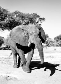 Side view of elephant against clear sky