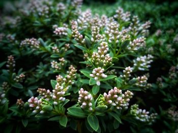 Close-up of flowering plant