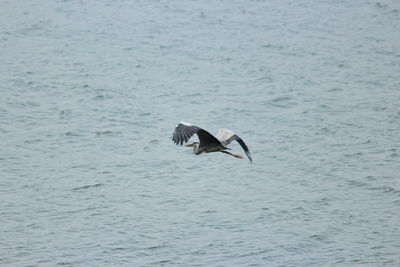 Bird flying over water