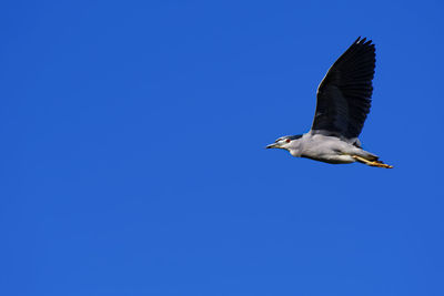 Low angle view of black-crowned night heron flying against clear blue sky
