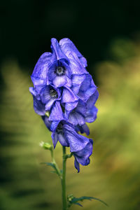 Close-up of purple iris flower
