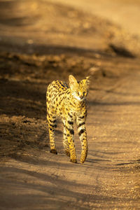 Full length of a cat