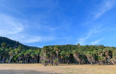 Plants growing on land against blue sky