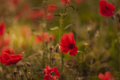 Close-up of red poppy flowers on field