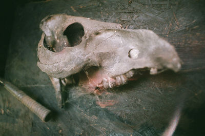 High angle view of animal skull