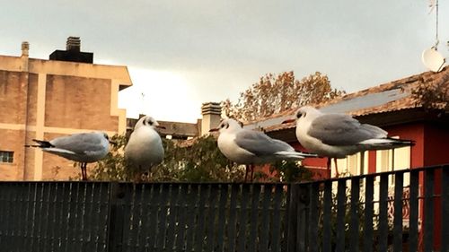 Close-up of birds perching on built structure against sky